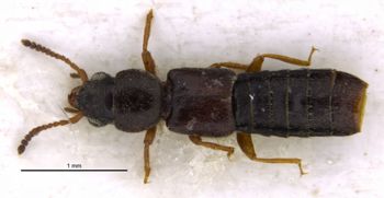 Media type: image;   Entomology 36152 Aspect: habitus dorsal view